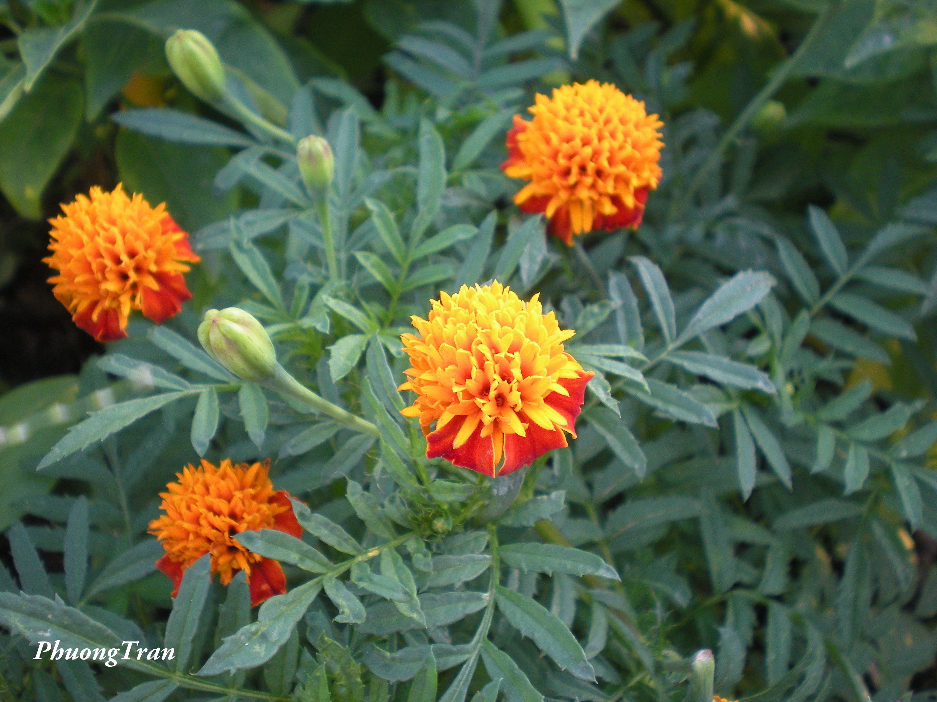French marigold